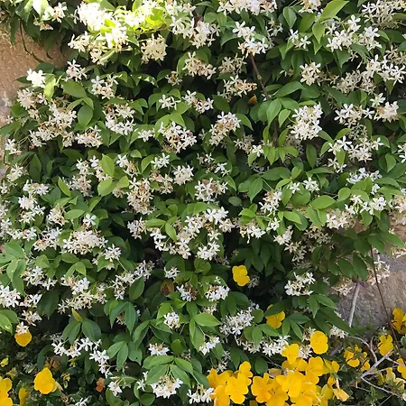 Szálloda Kaleici 3*